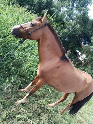 Cavalo Crioulo Lindo Castrado Manso Bom de Rédia 