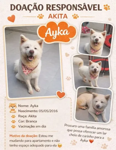 Adoção Akita Branca