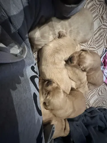 Cachorro