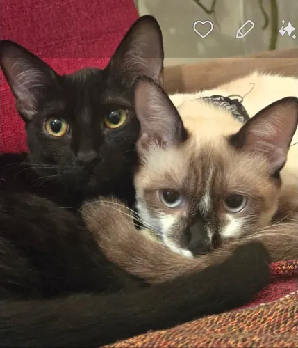 Pets: Doação 