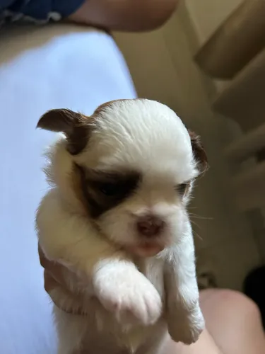 VENDE FILHOTE DE SHIH TZU
