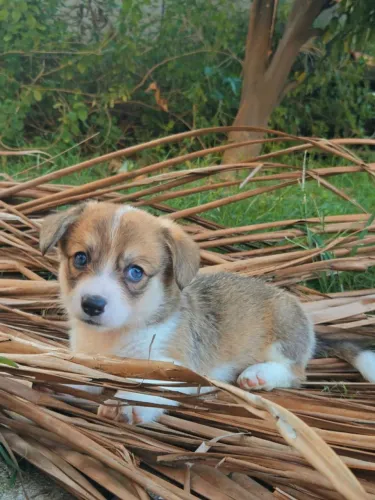 Welsh Corgi Pembroke - Envio já incluso no valor do anúncio 