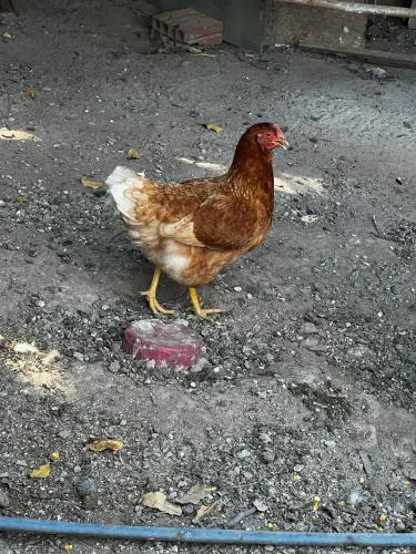 Vendo galinha caipira