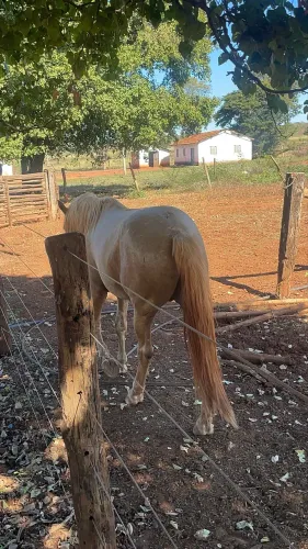Cavalo manga-larga