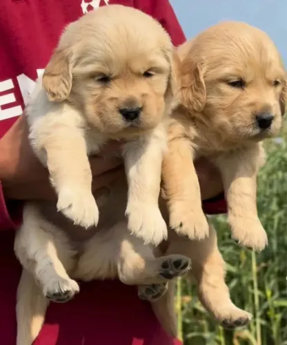 Golden retriever lindos muito esperto
