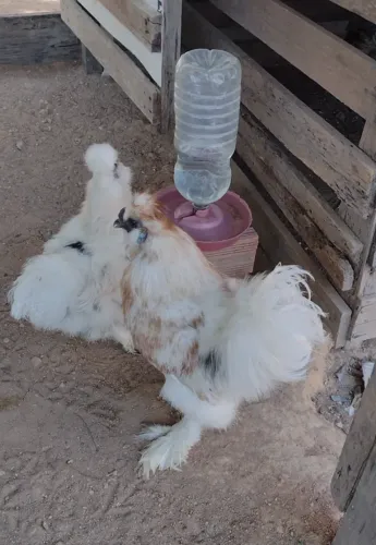 Sedosa do Japão, galinha mais fofa do mundo 