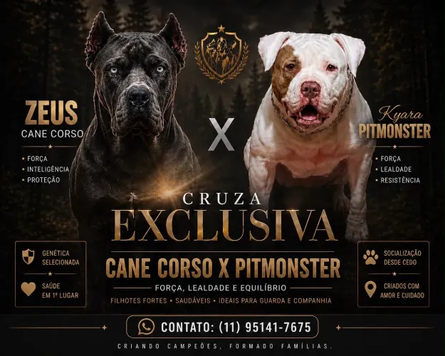 Filhote de Pitmonster
