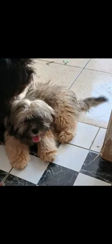 Vendo Lhasa Apso FEMEA