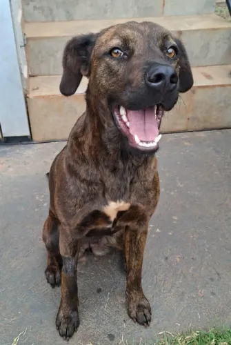 Cachorra, fêmea, castrada, resgatada, para adoção