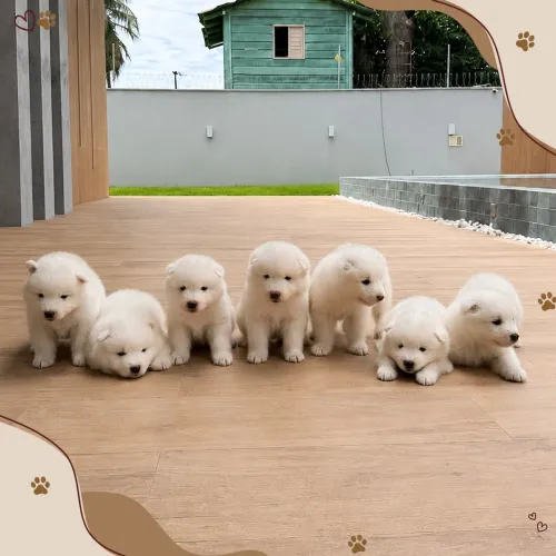 Filhotes cachorro Samoieda 