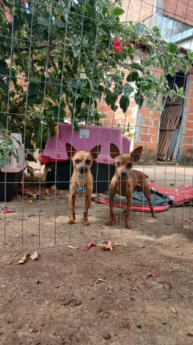 Pinsher macho adulto de 1 ano e meio