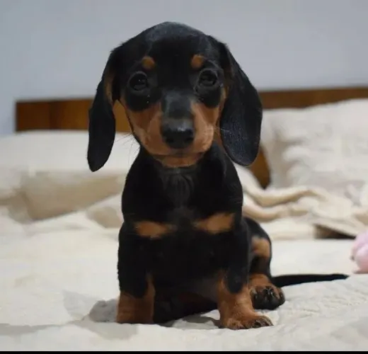 Basset / Dachshund Um amor que caminha ao seu lado