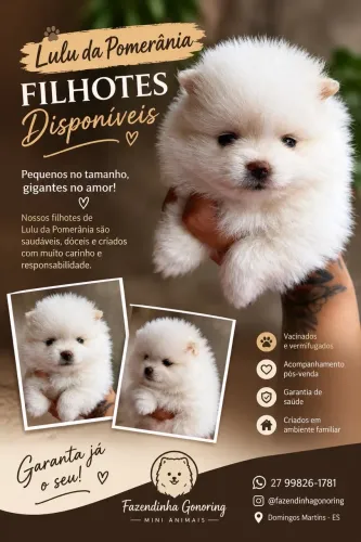 Lulu da pomerania filhotes padrão baby ursinho