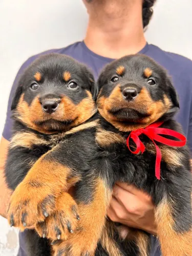 Rottweiler Filhote Macho e Fêmea cabeça de touro
