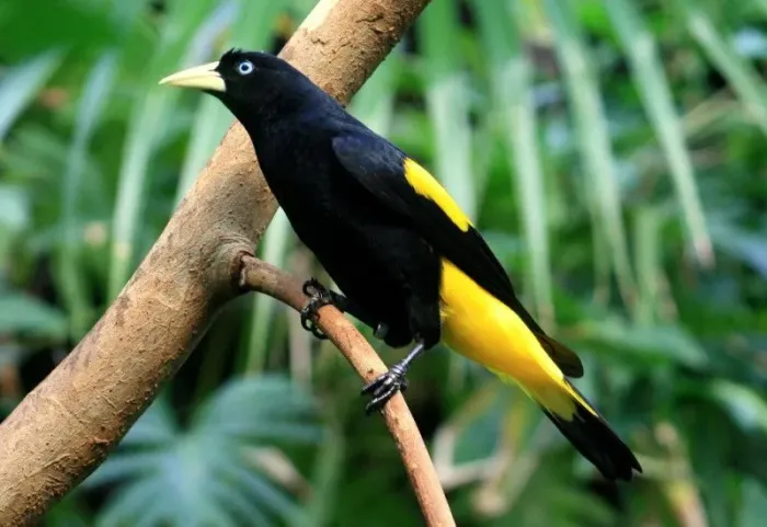 Gaiola para vender 