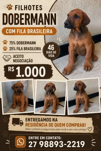 Filhotes doberman com fila