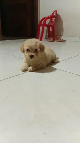 Poodle toy