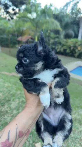 Maravilhosa Chihuahua Pelo Longo