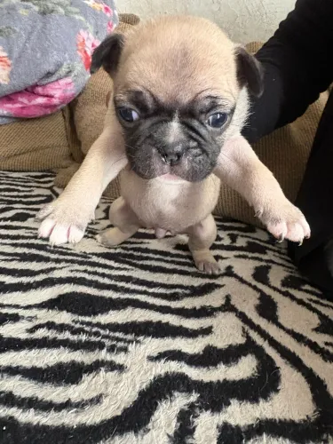 FILHOTES DE PUG (RAÇA PURA)