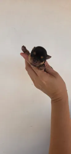 Filhotes de Yorkshire mini