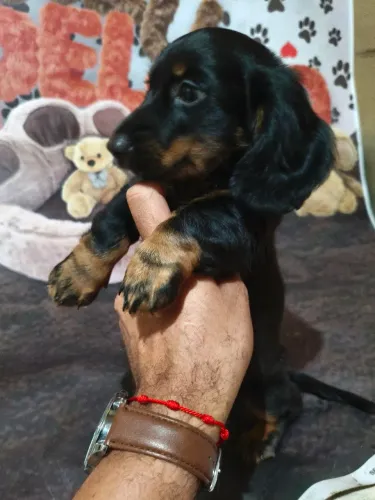 Machinho de Basset teckel pêlo longo disponível!