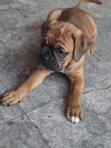 Filhote de boxer