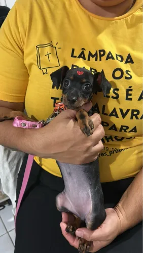 Pinscher n1 VENDO