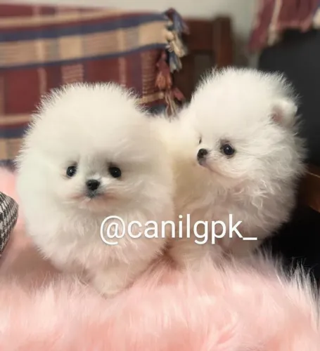Lulu da Pomerânia anão ursinho com pedigree!