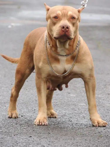 Pit Moster fêmea trichoco hoje