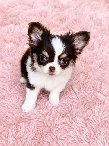 CHIHUAHUA fêmea longo tricolor chocolate chocotan