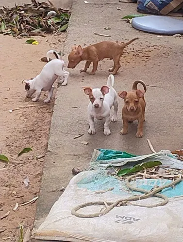 Vendo cachorros Pincher número 2