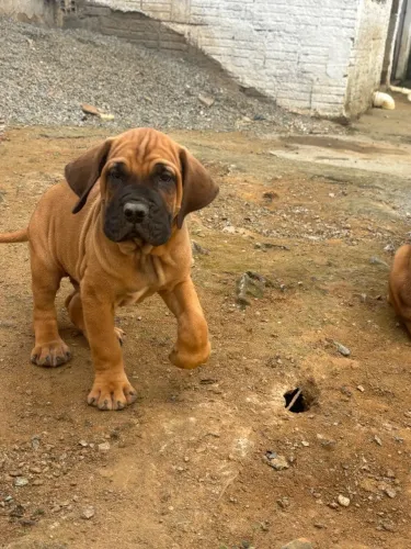 Filhotes de Fila Brasileiro