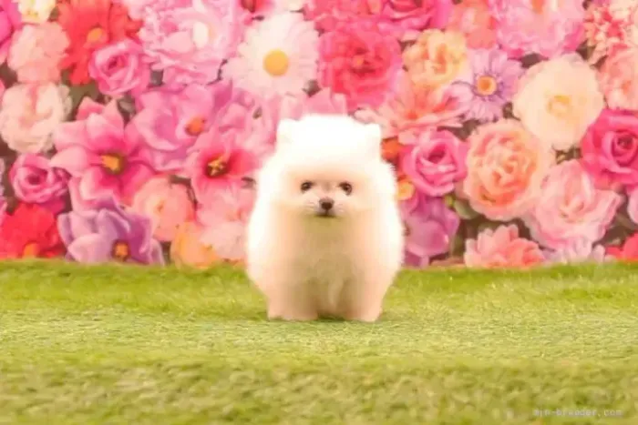 Baby curioso e lindo Spitz Alemão/ Lulu da Pomerânia/ anão/ anãozinho