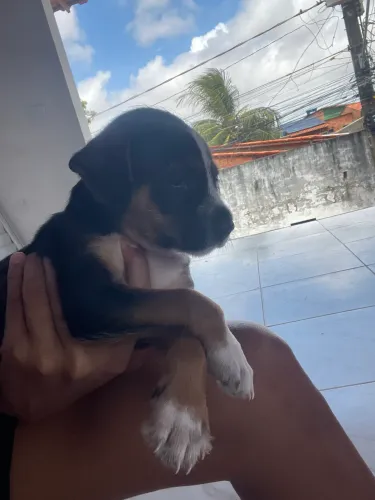 cachorrinha para adoção