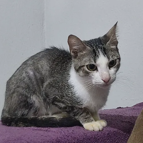 Estou doando esse gatinho