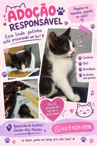 Adoção de gatinha