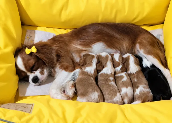 Cavalier king