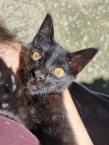 Doa-se lindo gato preto, macho, super dócil e carinhoso, motivo, mudança.