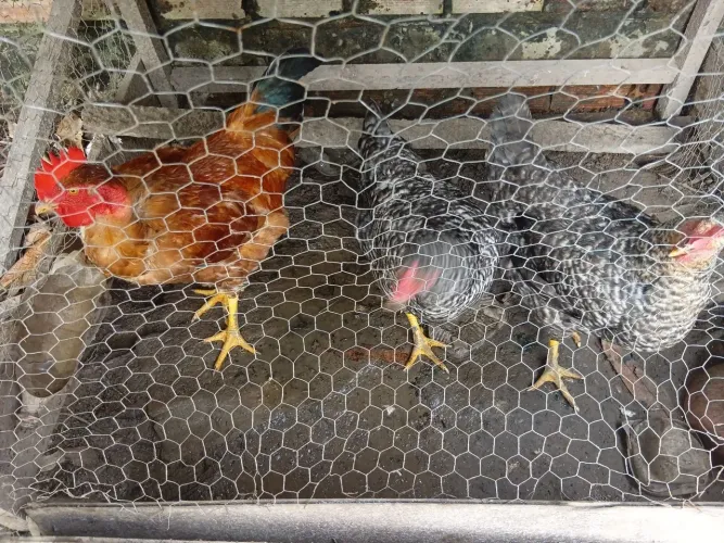 VENDO GALINHA CAIPIRA.