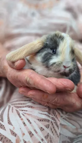 Mini lop uruguaio