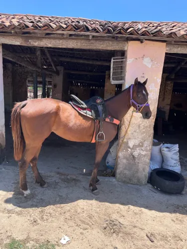 Égua Quarto de milha Pura!