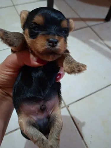 Vende-se filhote de Yorkshire macho 