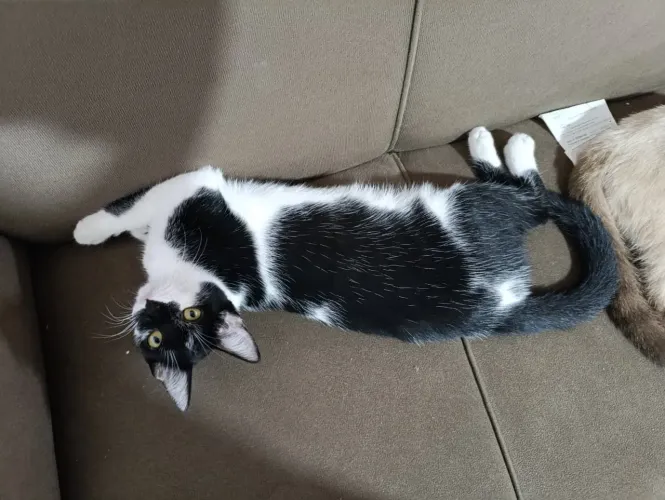 Gata fêmea filhote para adoção responsável 