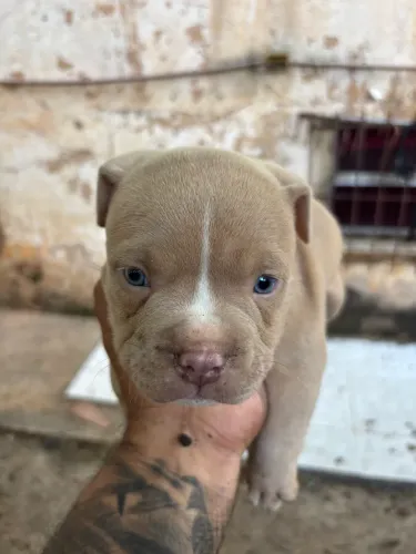 American Bully micro 