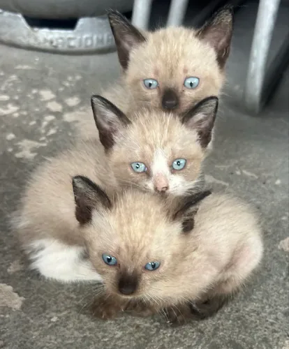 Gatinhos Siamês para doação 