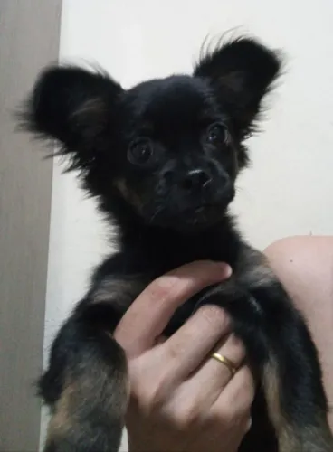 Vendo filhote macho  porte pequeno, mistura de chihuahua com pinscher,