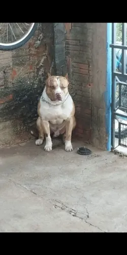 Promoção relâmpago 250 filhote de Pitbull macho o último