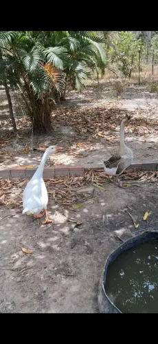 Vendo casal de ganso