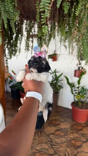 Lhasa Apso fofo