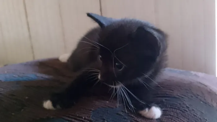 Doação de gatinho